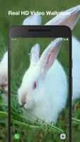 Cute Bunny Live Wallpaper screenshot 2