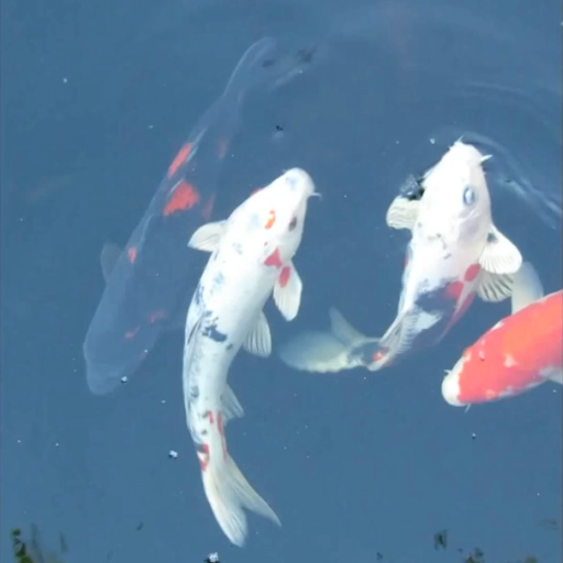 Koi Fish Live Wallpaper