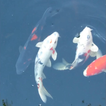 Ryba Koi Animowana Tapeta