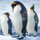 Pingouins Fond d'écran Animé icône