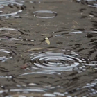 3d Pluie Fond d'écran Animé icône