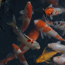 Réel Aquarium Fond d'écran APK