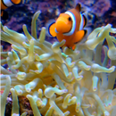 Real Fish Live Wallpaper APK