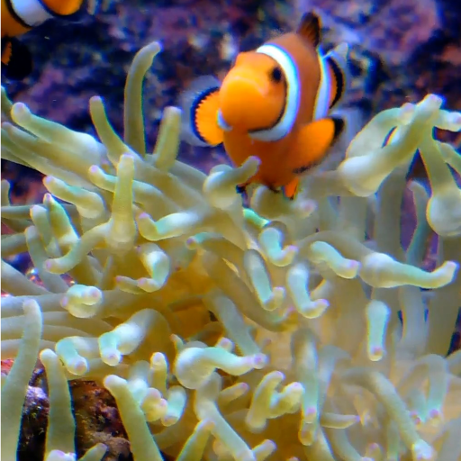 Echter Fisch Animierte Tapete