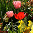 ”Spring Nature Live Wallpaper