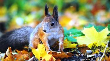 Squirrel-poster