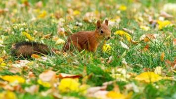 Squirrel capture d'écran 1