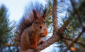 Squirrel capture d'écran 3