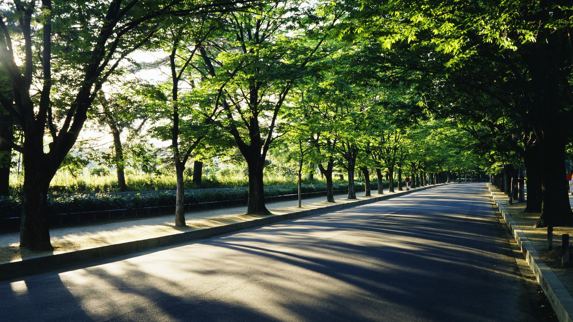 Street trees. Зеленые насаждения в городе. Зеленые насаждения вдоль дорог. Зеленые деревья в городе. Улица зеленая.