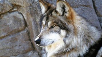 The wolf screenshot 1