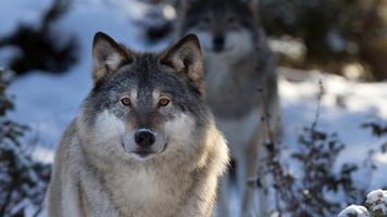 The wolf screenshot 2