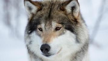The wolf screenshot 3