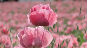 Blossom syot layar 2