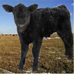 Calving Book