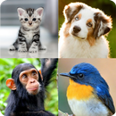 Guess The Animals APK