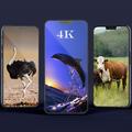 Animals Wallpaper 4K 2023