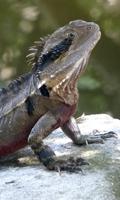 Lizard Wallpaper 海報