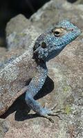 Lizard Wallpaper 截圖 2