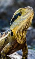 Lizard Wallpaper 截圖 3