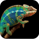 Lizard Wallpaper 4K APK