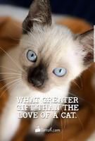 Pet Quotes Wallpaper! imagem de tela 3