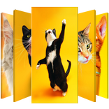 イエローキャッツロックスクリーン