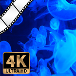 Jellyfish Live Wallpaper