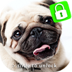 Pug Lock Screen & Wallpapers APK