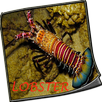 Budidaya Lobster Air Tawar APK