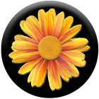 Daisy of Wishes icon