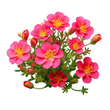 AI Portulaca Scanner
