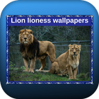 ikon Lion lioness wallpapers