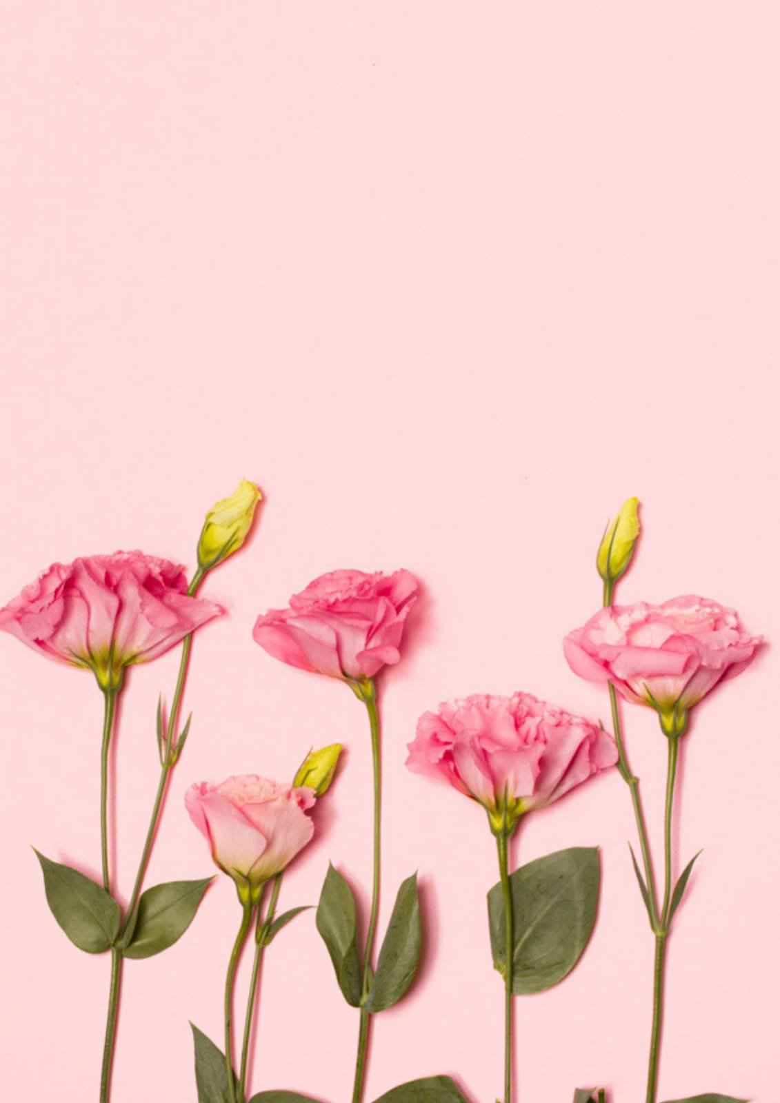 Rose Wallpaper APK For Android Download rose-wallpaper-apk-for-android-download