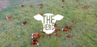 The Herd