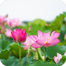 Lotus Wallpaper HD APK