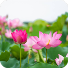 Lotus Wallpaper HD icon