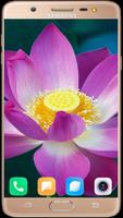 Lotus Wallpaper HD screenshot 2