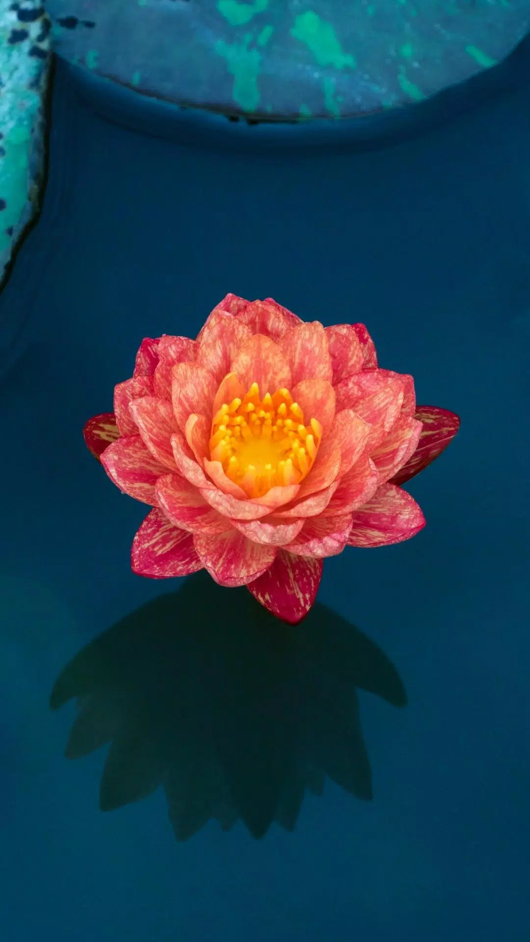 Lotus Wallpaper APK for Android Download