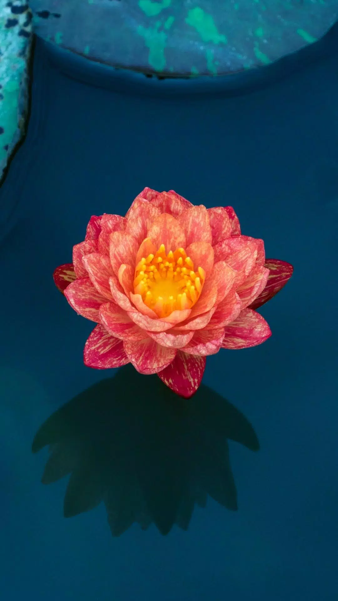 Lotus Wallpaper APK for Android Download Lotus Wallpaper APK for Android Download