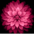 Lotus Wallpaper