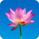 Lotus Wallpaper APK