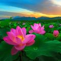 Lotus Wallpaper
