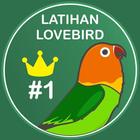 Latihan Suara Lovebird - Master Masteran Lovebird icône