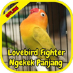 Lovebird Fighter Ngekek Panjang