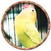 Masteran Lovebird Ngekek Panjang