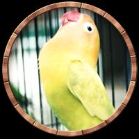 Masteran Lovebird Ngekek Panjang syot layar 1