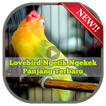 Lovebird Ngetik Ngekek Panjang Terbaru