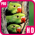 Love Birds Wallpaper HD Pro
