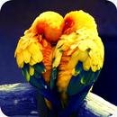 Love Birds APK