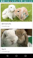 กระต่ายน้อย Affiche